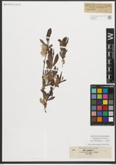 Foto von Salix purpurea L.